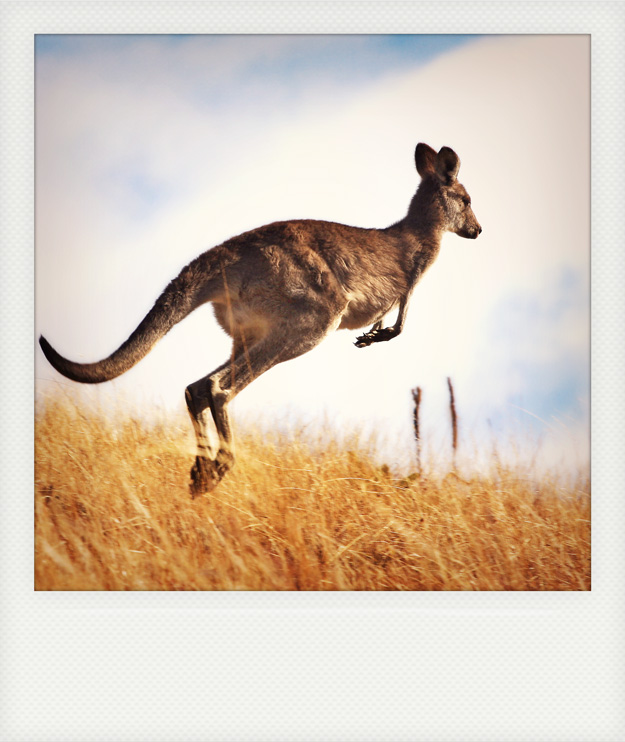 Kangaroo Jumping